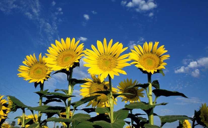 Mijn giechelende kleine&nbsp;oma